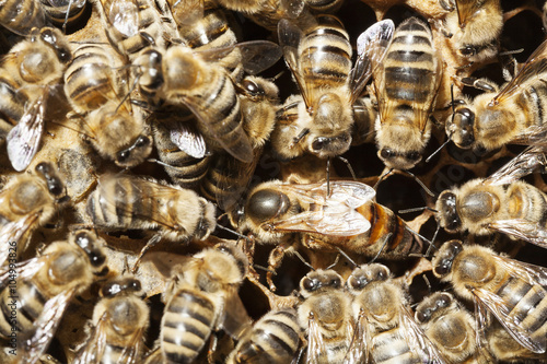 Bienenvolk mit Königin in Eiablage