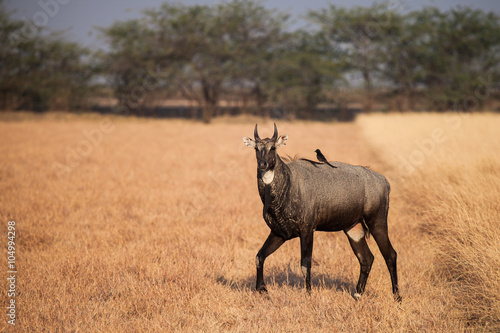  Nilgai in nature photo