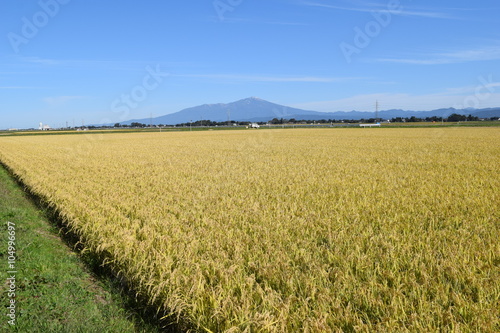 収穫前の稲穂／山形県の庄内地方で、稲刈り前の稲穂を撮影した写真です。