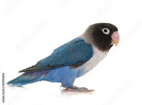 Photography blue masqued lovebird