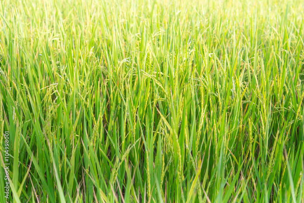 Obraz premium Selective focus on rice growing. A lush, green and fertile background