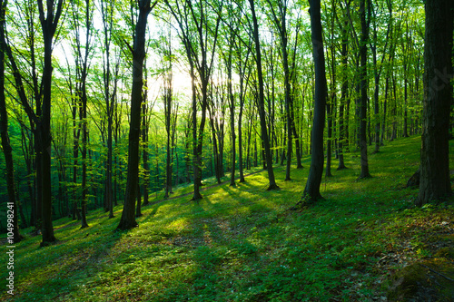 sunrise in the green forest