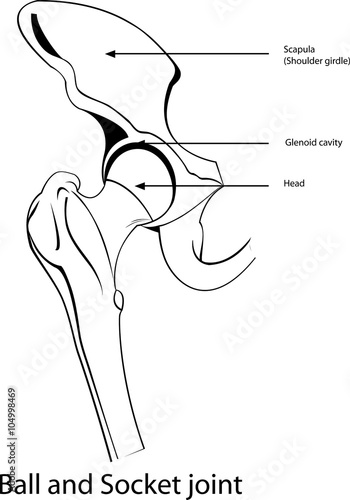 Ball and socket joint,    All elements are in separate layers color can be changed easily