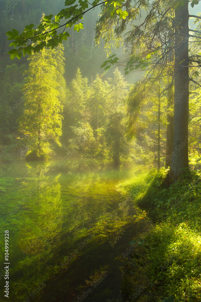 Obraz premium Small Forest Lake