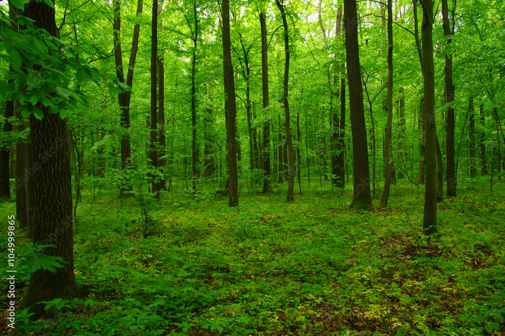 Obraz premium beautiful green forest