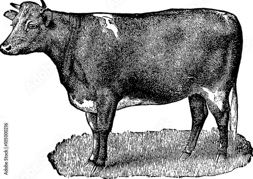 Vintage image cow