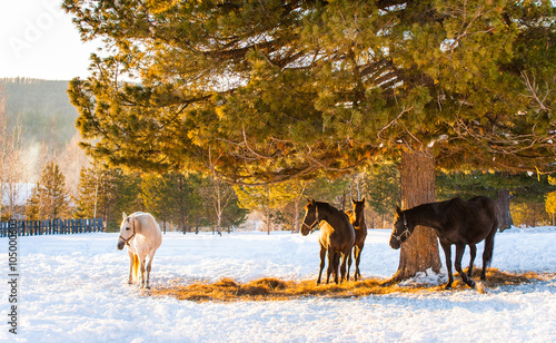 horses grazing in a field