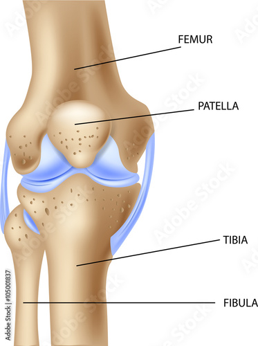 Illustration of the human knee joint anatomy