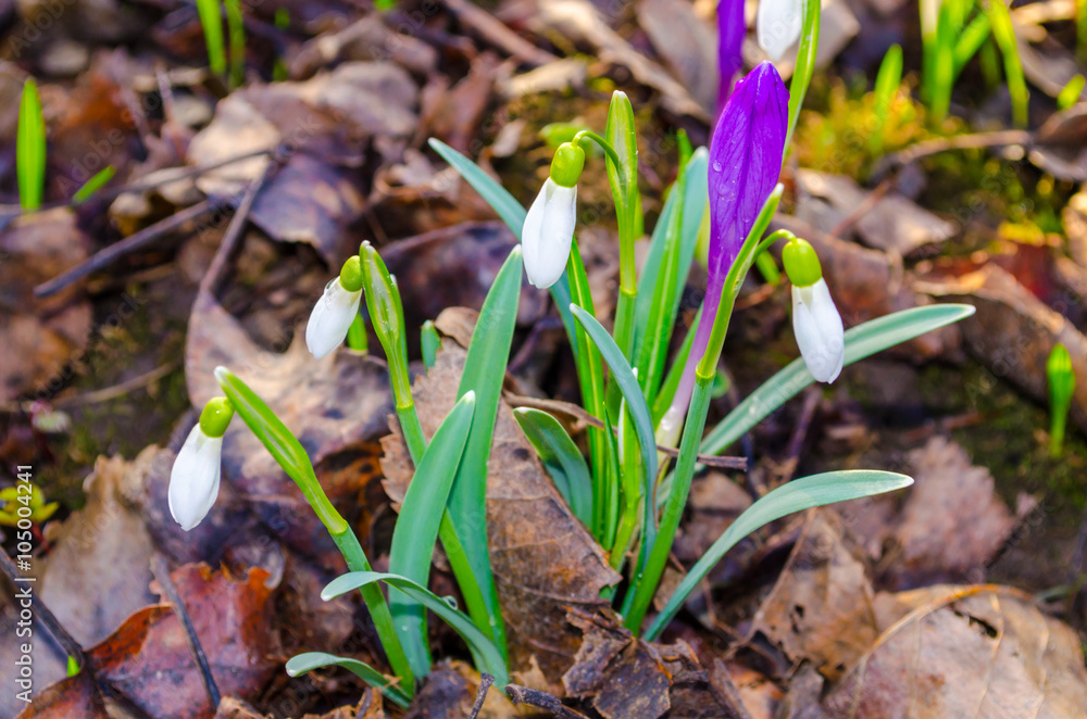 Delicate Snowdrop and purple crocus flowers Delicate Snowdrop and purple crocus flowers