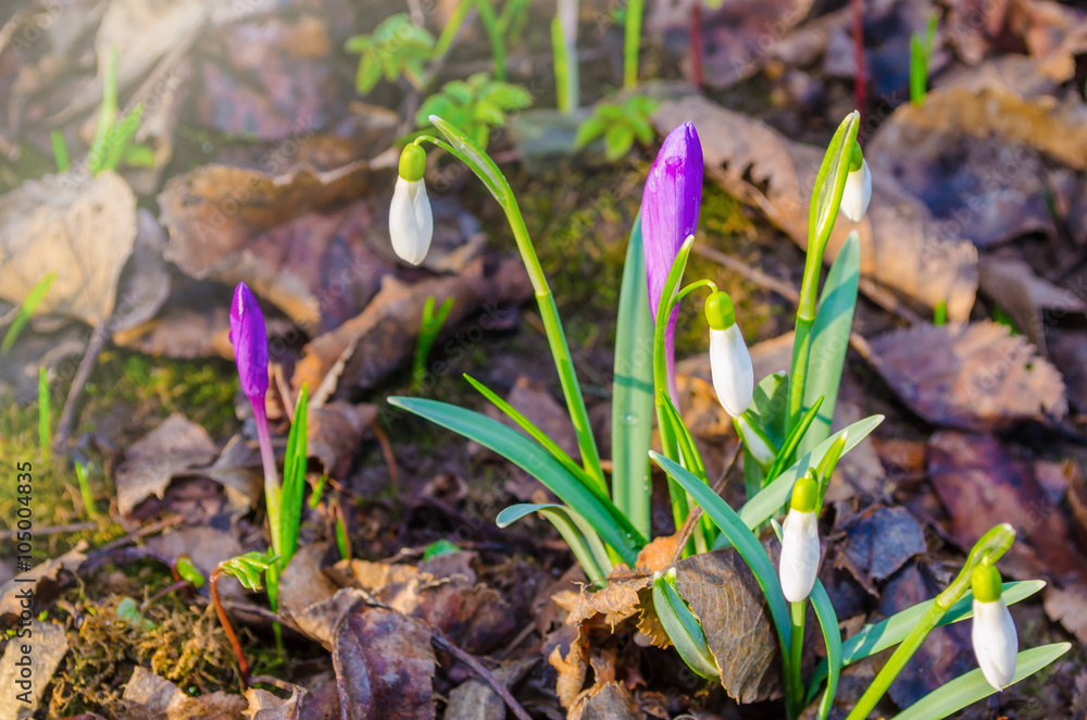 Delicate Snowdrop and purple crocus flowers Delicate Snowdrop and purple crocus flowers