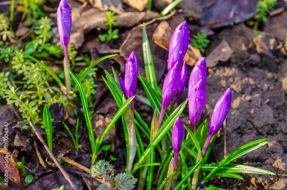 Purple crocus flowers in morning Purple crocus flowers in morning
