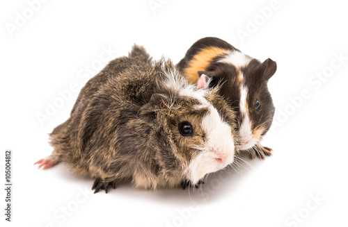 guinea pig isolated