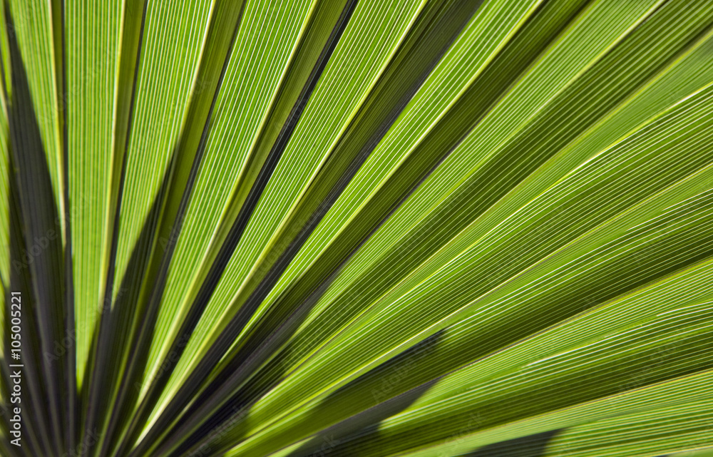Palm leaf in back light Palm leaf in back light