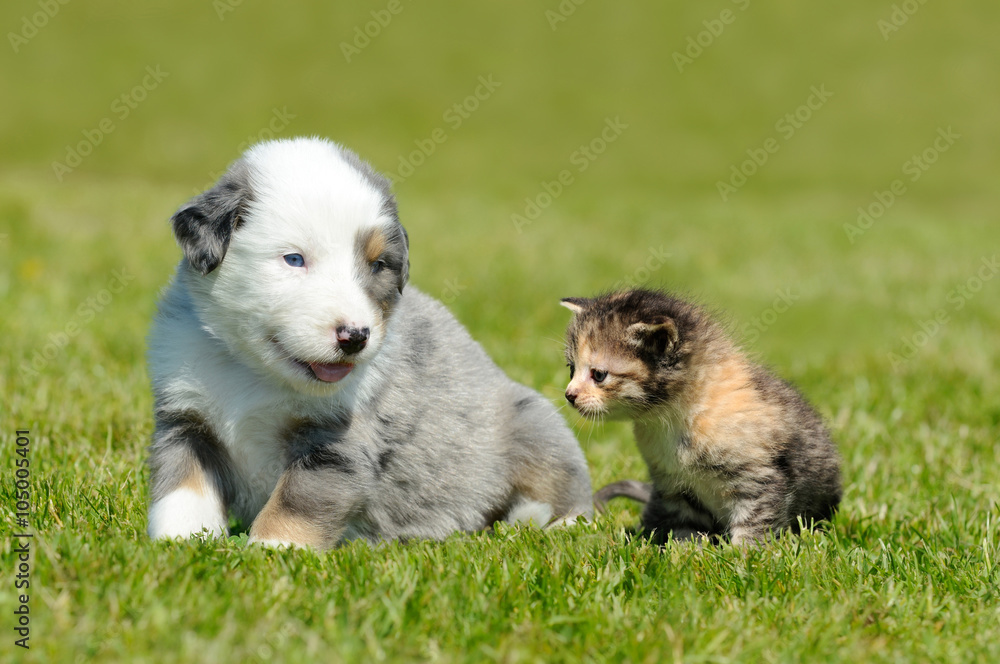 Kleiner Hund und kleine Katze auf der Wiese