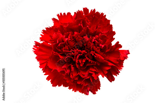 red carnation isolated