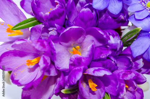 Delicate snowdrop, blue hepatica and purple crocus flowers on wh