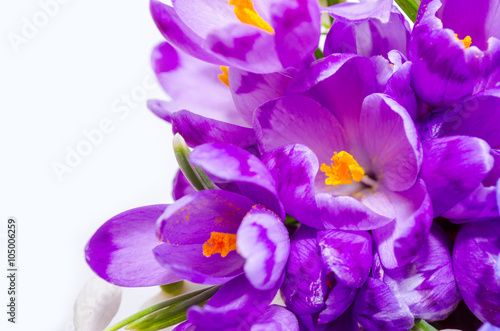 Delicate snowdrop, blue hepatica and purple crocus flowers on wh