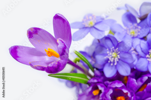Delicate snowdrop  blue hepatica and purple crocus flowers on wh
