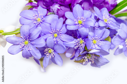 Delicate snowdrop, blue hepatica and purple crocus flowers on wh © Olena Zn