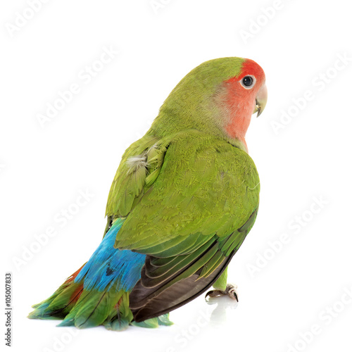 Canvas Print Peach faced Lovebird