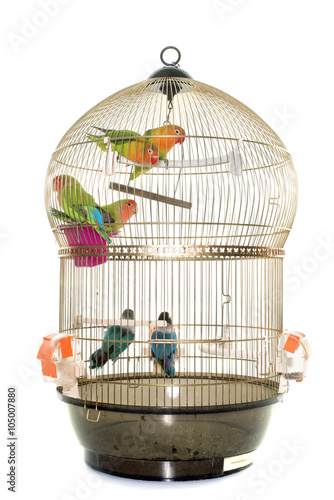 Photography cage with lovebird