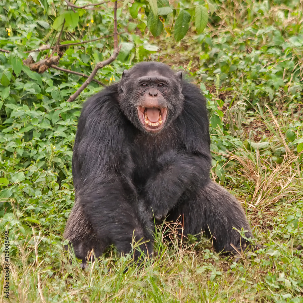 Adult chimpanzee sits in front of bush. Ngamba island chimpanzee sanctuary, Uganda.
Adult chimpanzee sits in front of bush. Ngamba island chimpanzee sanctuary, Uganda.