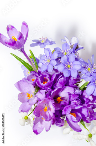 Delicate snowdrop  blue hepatica and purple crocus flowers on wh