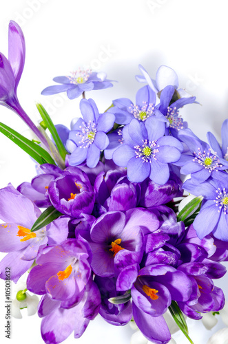 Delicate snowdrop, blue hepatica and purple crocus flowers on wh