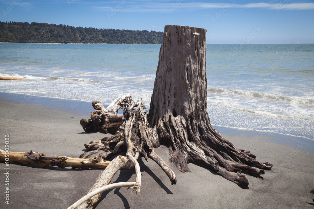 Fototapeta premium Treibholz am Strand an der Westküste Neuseeland