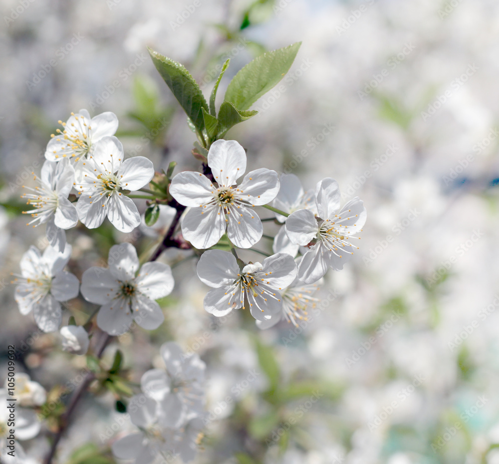 Branch with white flowers