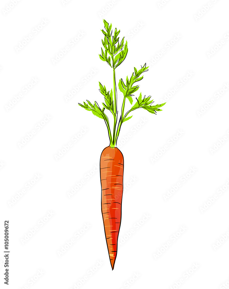 Hand drawn illustration of carrot. Hand drawn illustration of carrot.