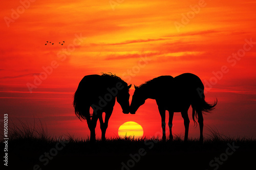 Horses in love