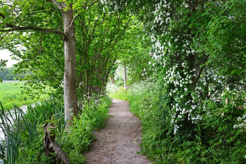 Walkway in Stochemhoeve forest park in the Netherlands photo