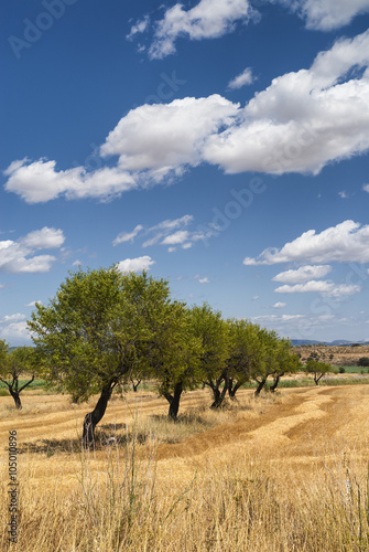 Aragon (Spain): summer landscape © Claudio Colombo