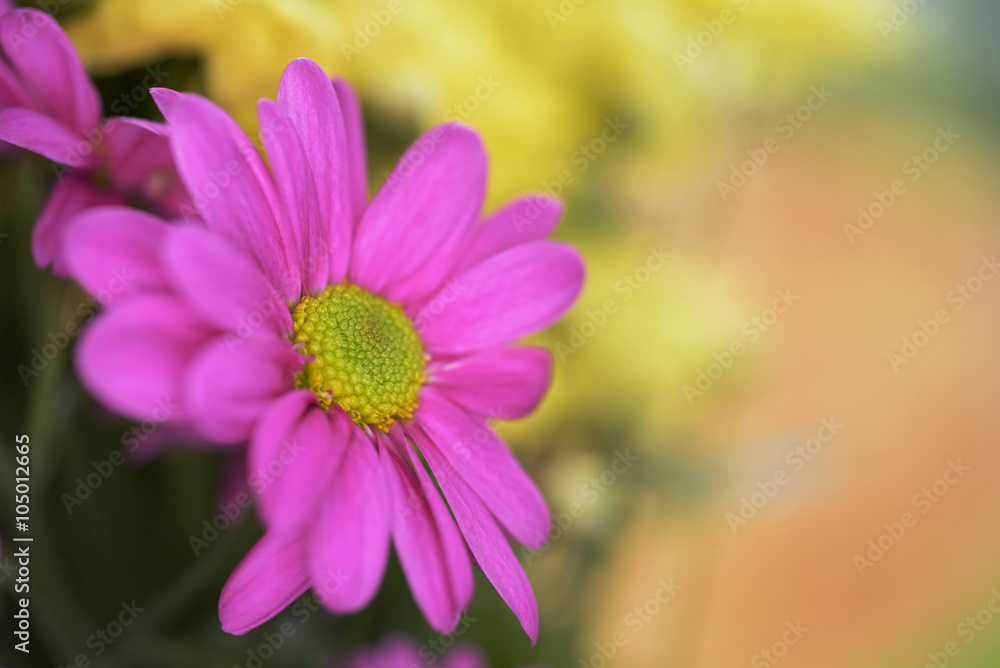 Obraz premium Chrysanthemums, Mums, Chrysanths