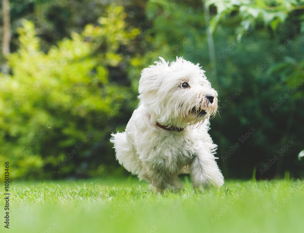 Young dog puppy of West Highland Terrier playing on green grass Young dog puppy of West Highland Terrier playing on green grass