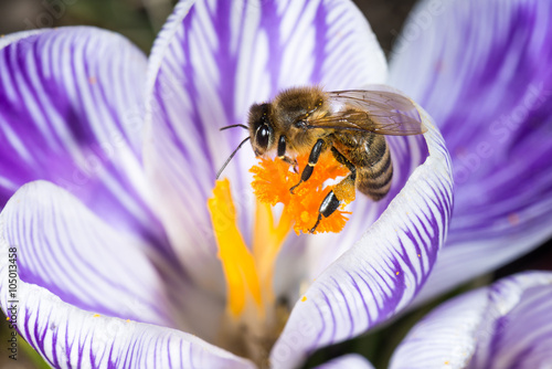 Obraz na plátně Honigbiene auf einer Krokusblüte im Frühling