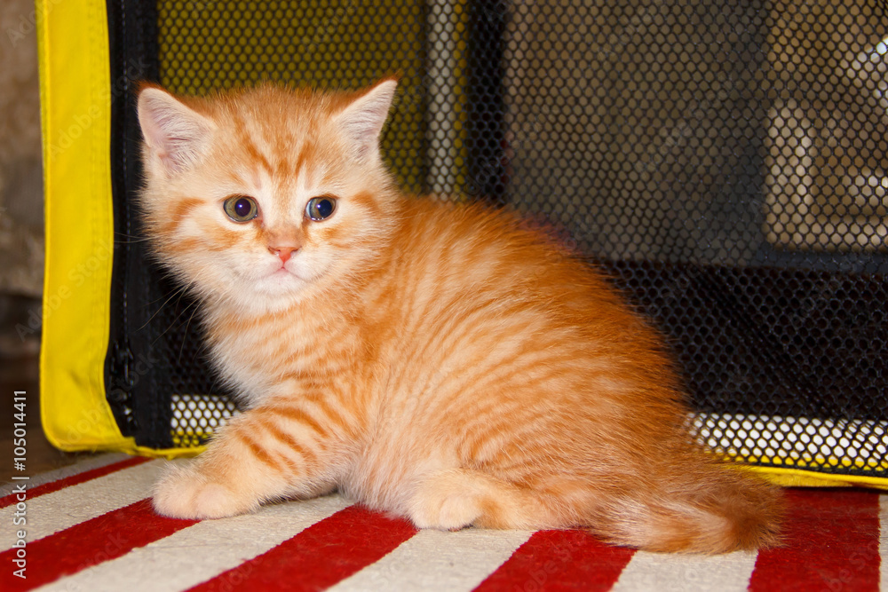 Fotka „Peach striped tabby kitten red tabby. Home small pet cat. British  kitten color gold on silver. Kitten near the cat's house.“ ze služby Stock  | Adobe Stock