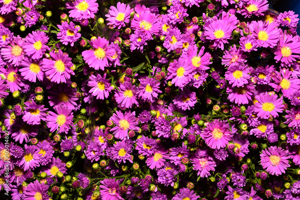 Obraz premium aster flower