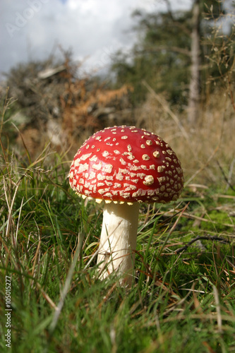 The toxic mushroom (toadstool) Fly agaric