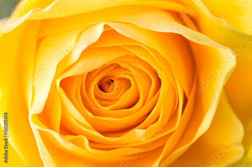Macro of Yellow Rose