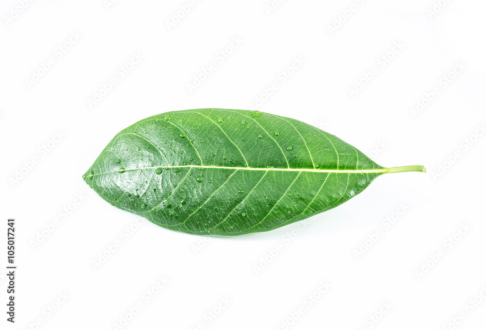 Obraz premium Green leaf