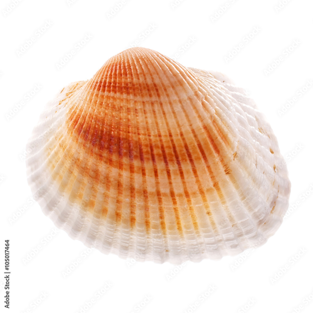 Sea shell isolated on white background