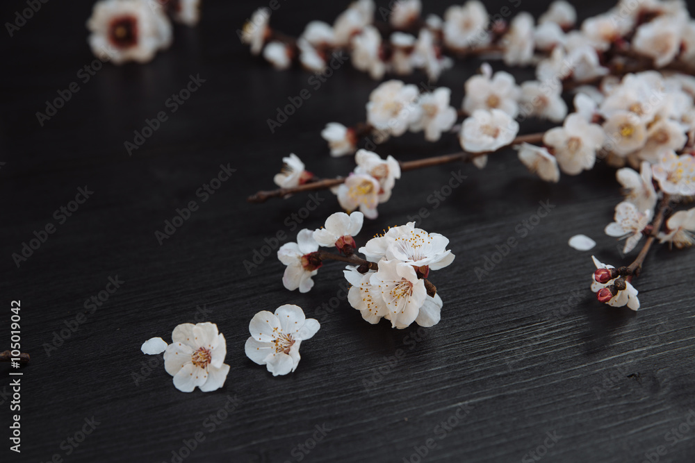 Black wooden background with cherry flowers on it Black wooden background with cherry flowers on it