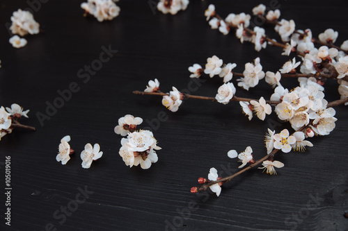 Black wooden background with cherry flowers on it