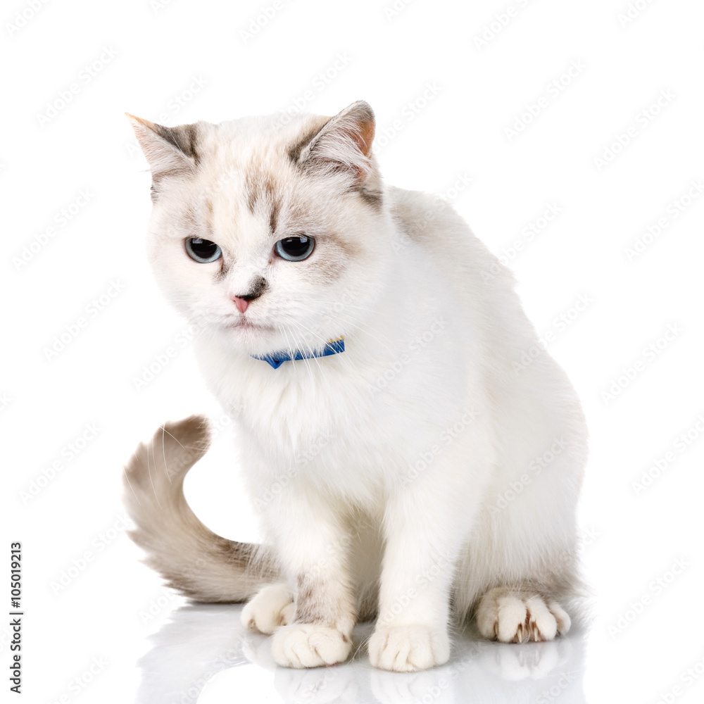 White cute cat on  a white background