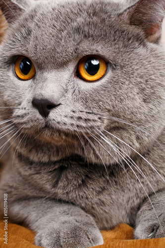 portrait of British Shorthair cat