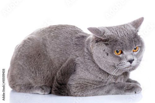 British Shorthair cat on a white background
