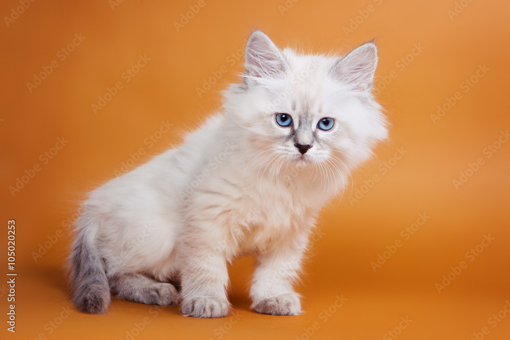 White kitten with blue eyes on an orange background