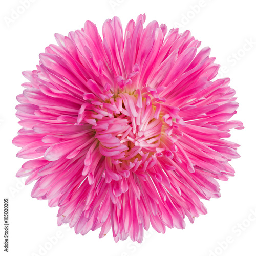 beautiful pink flower isolated on white background